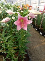 [4116 Dancing Lady Mak No101.JPG]